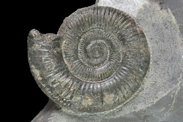 Dactylioceras Ammonite Fossil - England #84942